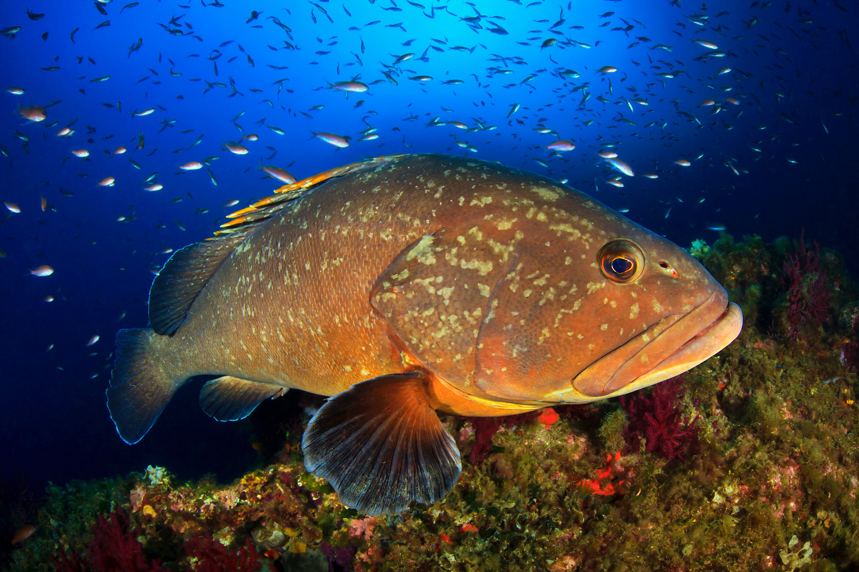 grouper