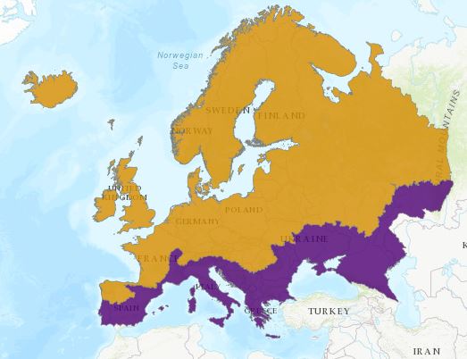 brown trout distribution