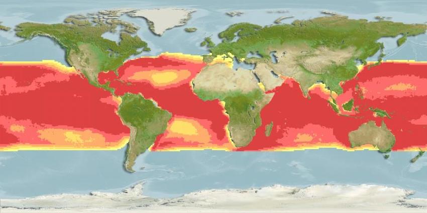 dolphinfish distribution