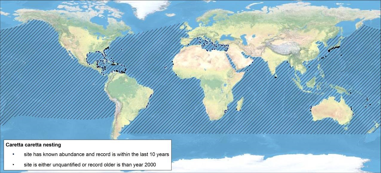 loggerhead distribution